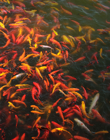 Fish Farm